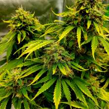 Review Image - Gorilla Candy Auto Feminised Seeds