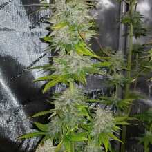 Review Image - Bubble Gum XXL Auto Feminised Seeds