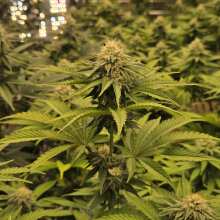 Review Image - All Gas OG Feminised Seeds - 5