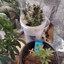 Review Image - Green Crack Auto Feminised Seeds - 3