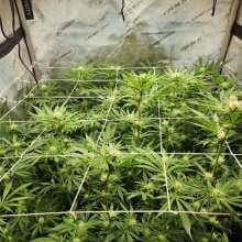 Review Image - Wonka's Vineyard Feminised Seeds - 5