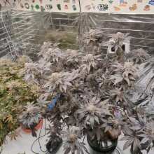 Image de révision - Gelato 41 BX Feminised Seeds