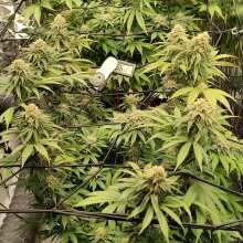 Review Image - Seedsman Plant Labels and Marker Pen