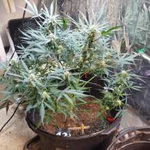 Überprüfen Sie das Bild - Tropicana Cookies Auto Feminised Seeds - 3