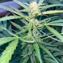 Review Image - Original Cheese Auto Feminised Seeds - 3