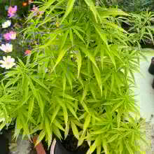 Review Image - Original Glue Feminised Seeds - 5