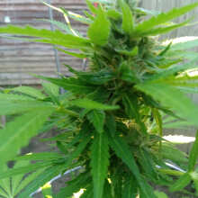 Review Image - ACE Mix Regular Seeds