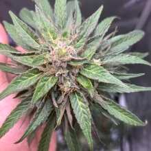 Review Image - Gorilla Punch Auto Feminised Seeds - 3