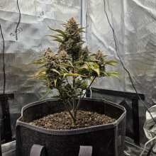 Review Image - Tropicanna Poison XL Auto Feminised Seeds - 3