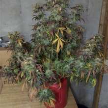 Image de révision - Green Crack Auto Feminised Seeds - 3