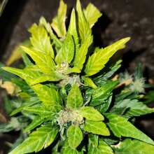 Review Image - Green Crack Feminised Seeds - 6
