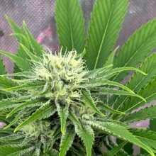 Review Image - Zombie Kush Feminised Seeds - 3