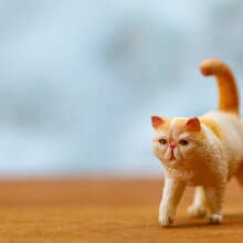 Review Image - CollectA Exotic Shorthair Cat