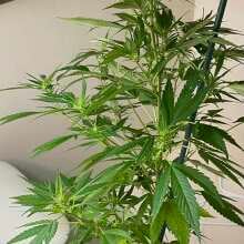 Review Image - Gelato Feminised Seeds - 5