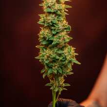 Review Image - Purple Lemonade Auto Feminized Seeds