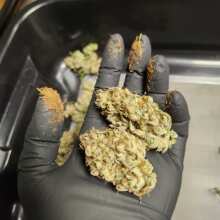 Review Image - Garlic Muffin F1 Auto Feminised Seeds