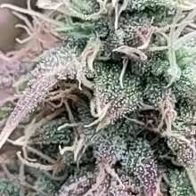 Review Image - Blue Dream Auto Feminised Seeds