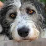 Überprüfen Sie das Bild - FARMER'S CRUNCH 2 x 10 kg