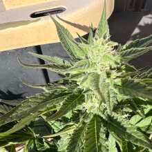 Image de révision - Girl Scout Cookies Auto Feminised Seeds - 1