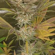 Review Image - Pineapple Express Feminised Seeds - 3