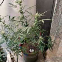 Review Image - Tangie 'Matic Auto Feminised Seeds - 3