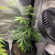 Review Image - Pineapple Express Auto Feminised Seeds - 3