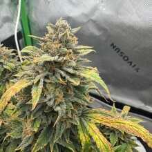 Image de révision - Bruce Banner Auto Feminised Seeds - 1