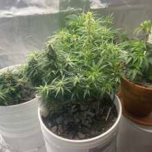 Review Image - Northern Lights Auto Feminised Seeds - 5