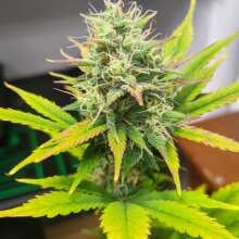 Review Image - Northern Light Auto Feminised Seeds - 5