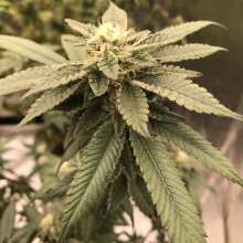 Image de révision - Ice Dream Cake Feminized Seeds