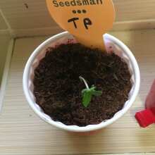 Review Image - Tropical Punch Feminised Seeds - 5