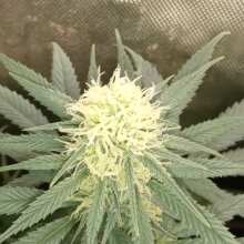 Image de révision - Acapulco Gold Feminised Seeds - 10