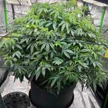 Review Image - Pineapple Express Feminised Seeds - 3