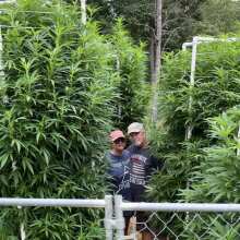 Review Image - Runtz x Layer Cake Feminised Seeds - 10