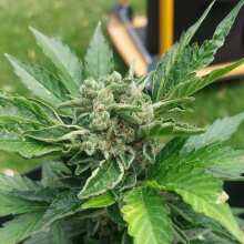 Review Image - Bubble Gum XXL Auto Feminised Seeds