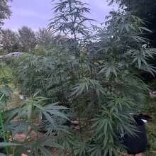 Review Image - Lemon Tree Feminised Seeds - 3