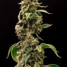 Überprüfen Sie das Bild - Cookie Apple OG F1 Auto Feminised Seeds