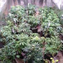 Review Image - White Widow XXL Feminised Seeds - 5