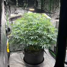 Review Image - Pineapple Express Feminised Seeds - 3