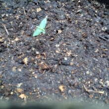 Review Image - Green Crack Auto Feminised Seeds - 3