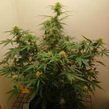 Review Image - Purple Punch Auto Feminised Seeds - 3