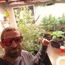 Review Image - Gelat.OG Auto Feminised Seeds - 3