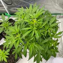 Review Image - Northern Lights Auto Feminised Seeds - 3