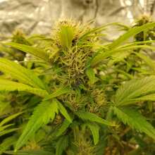 Review Image - Cookie Apple OG F1 Auto Feminised Seeds