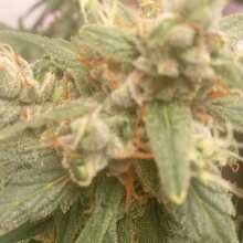 Image de révision - Strawberry Cheesecake Auto Feminised Seeds - 3