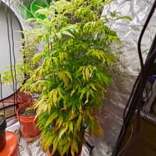Überprüfen Sie das Bild - Purple Punch Feminised Seeds