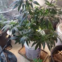 Review Image - White Widow Auto Feminised Seeds