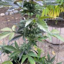 Überprüfen Sie das Bild - Tropicana Cookies Auto Feminised Seeds - 5