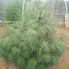 Review Image - Hindu Kush Regular Seeds - 10