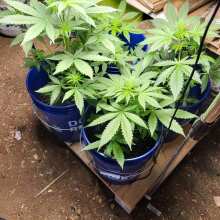 Review Image - Bubble Gum XXL Auto Feminised Seeds